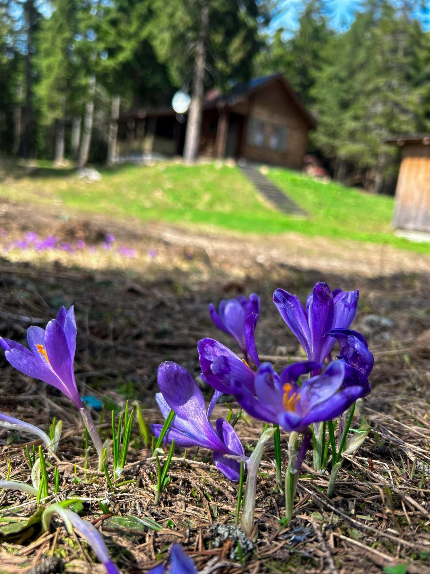 Natura Haziko Izvoare  Bagian luar foto